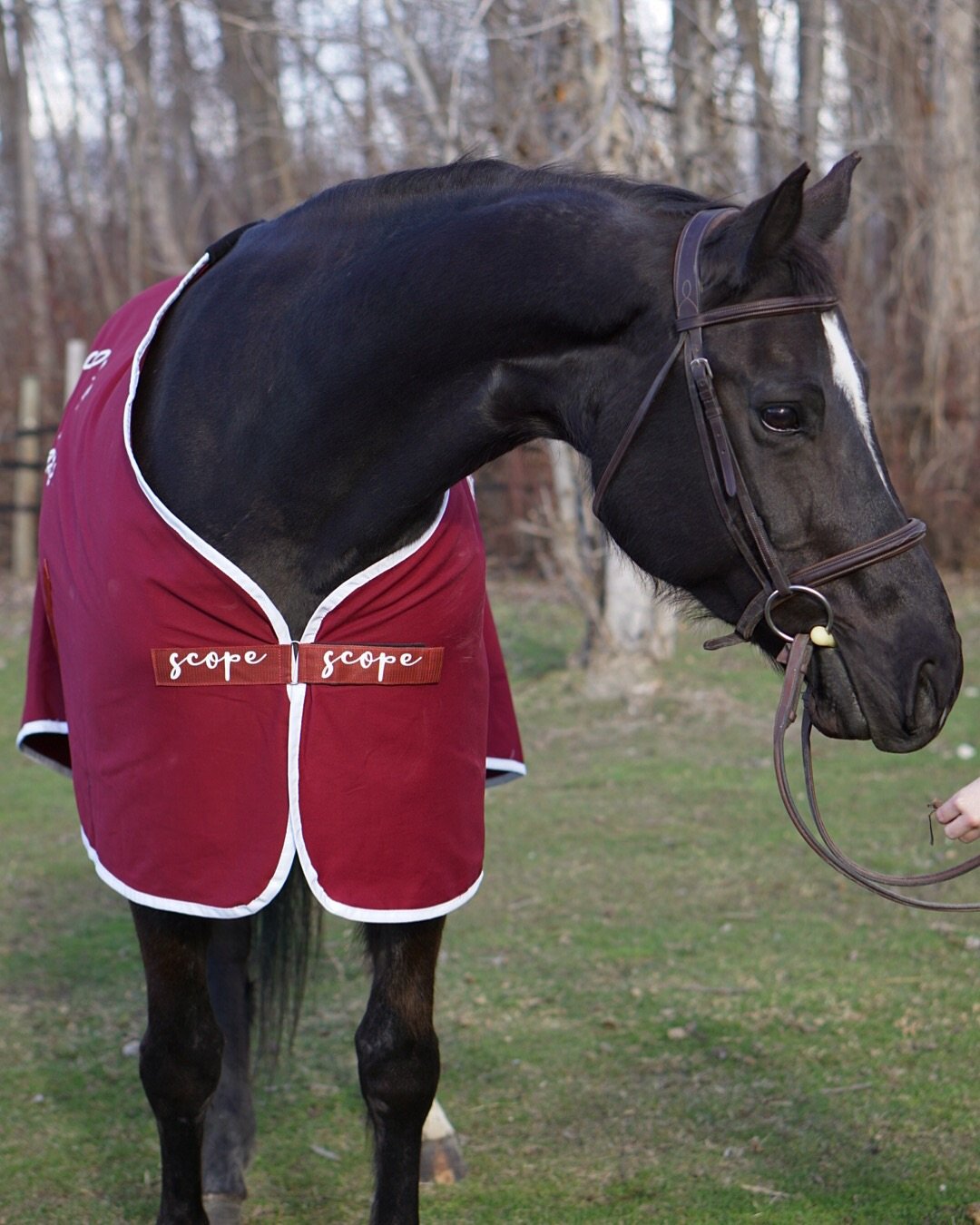 Go Higher Show Sheet - Scope Equestrian Lifestyle